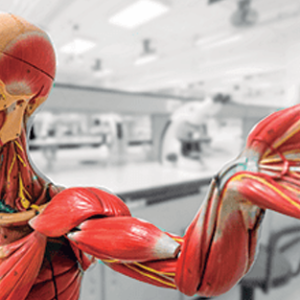 Treinamento de Noções Básicas de Anatomia
