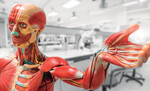 Treinamento de Noções Básicas de Anatomia